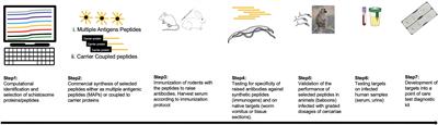 The Road to Elimination: Current State of Schistosomiasis Research and Progress Towards the End Game